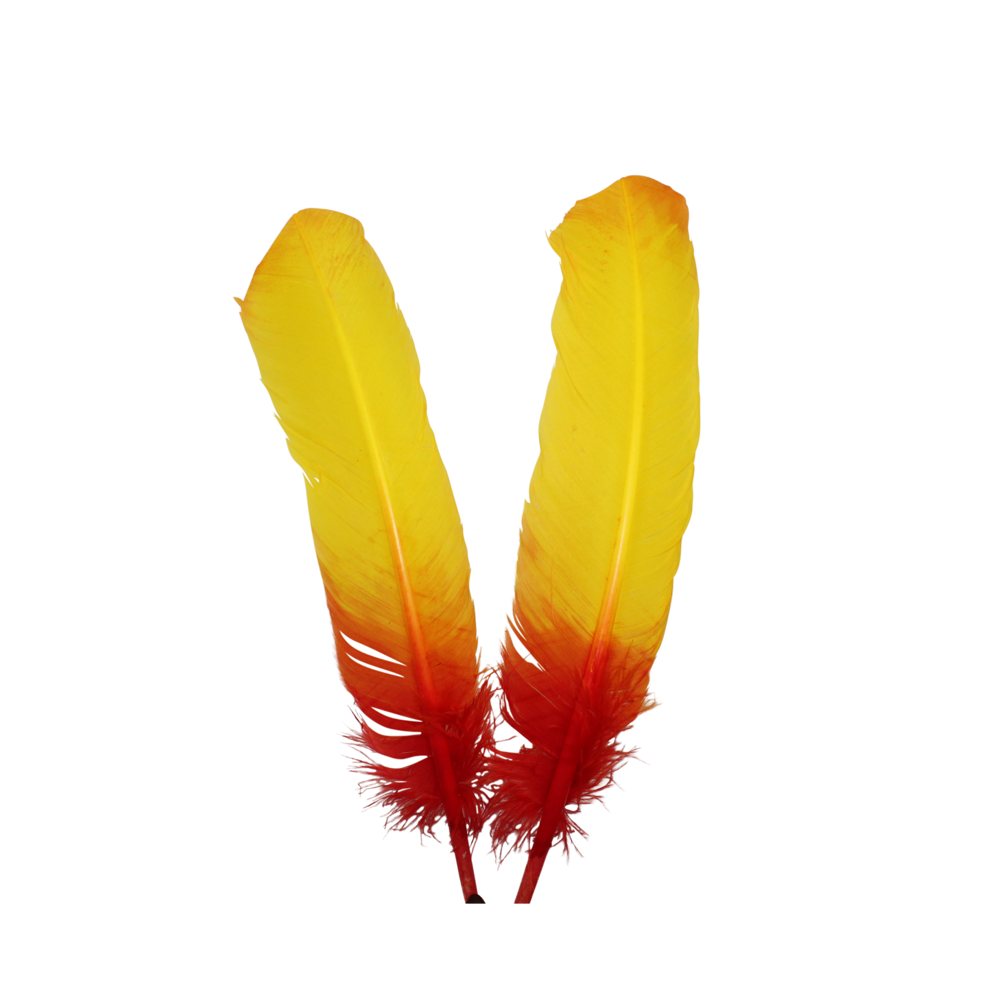 10-12” Turkey Quills Regular Cut H72 Red & H36 Yellow