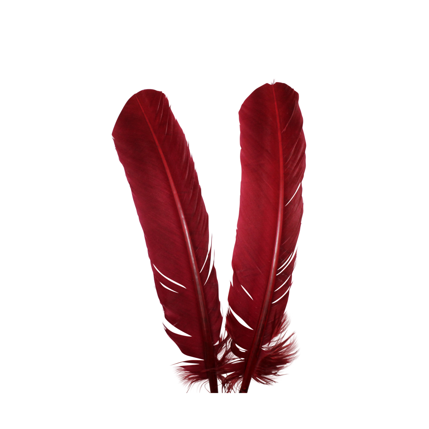 10-12” Turkey Quills H57 Cranberry