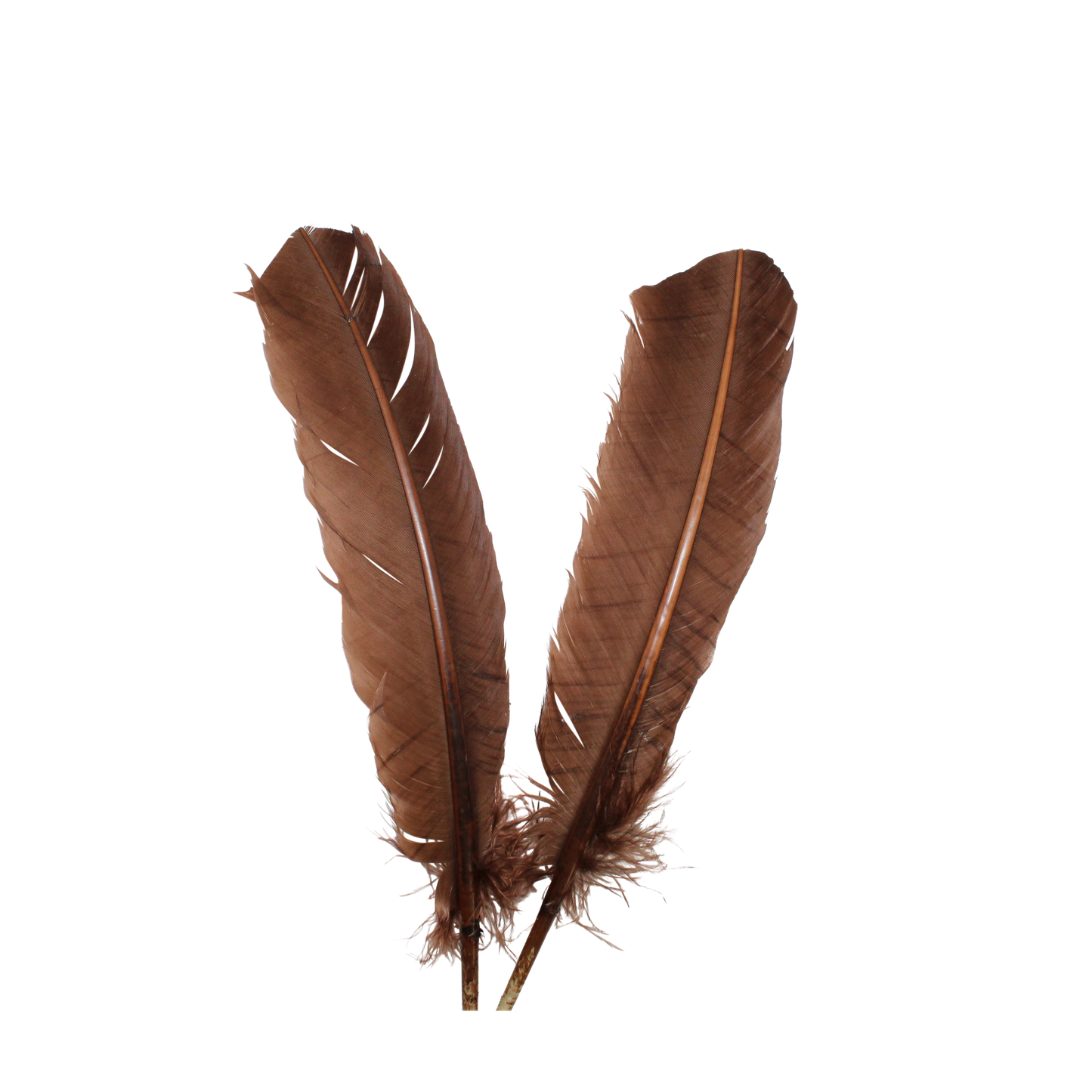 10-12” Turkey Quills H83 Brown