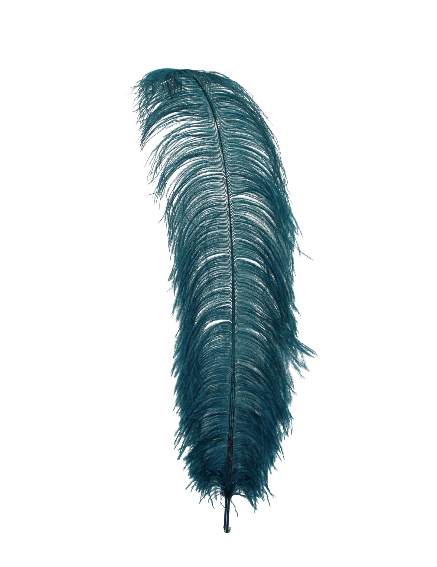 Ostrich Wing Plumes 1st Quality 20"+ H4 Teal
