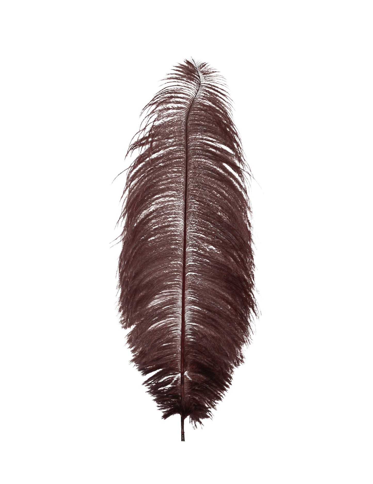 Ostrich Drabs 13-17" H30 Brown