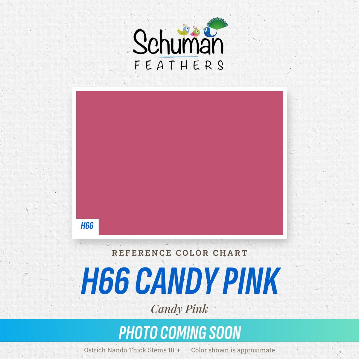 Ostrich Nando Thick Stems 18"+ H66 Candy Pink - reference color chart, photo coming soon