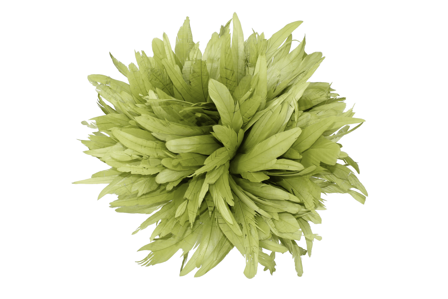 8-10" Coque Tail Feathers Olive H1 Bleached & Dyed