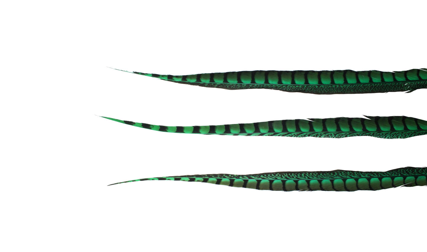 Pheasant Lady Amhurst Overdyed 30-40" H9 Emerald
