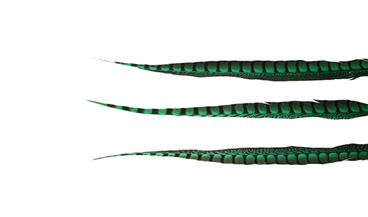 Pheasant Lady Amhurst Overdyed 30-40" H9 Emerald