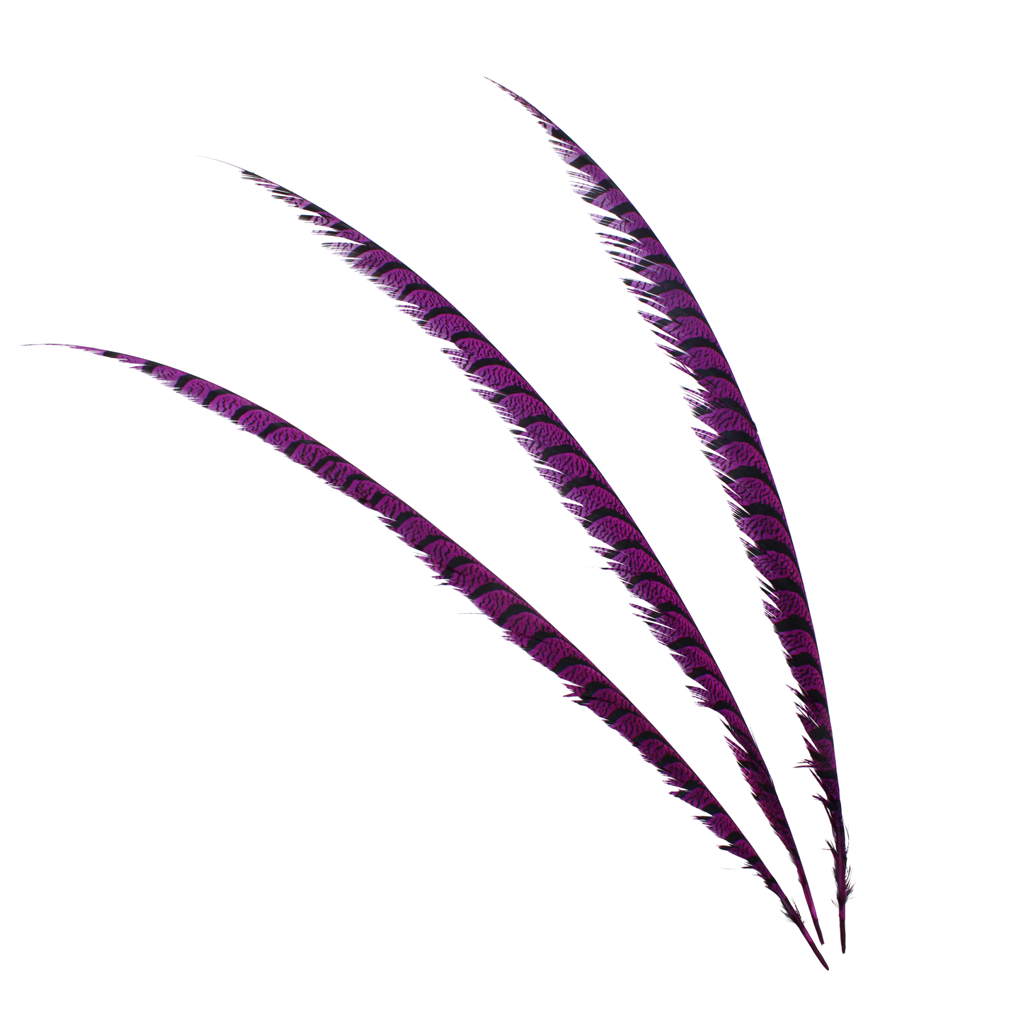 Pheasant Zebra Overdyed 30"+ H52 Grape