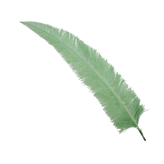 Ostrich Nando Thick Stems 18"+ Sage