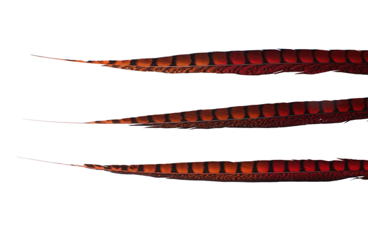Pheasant Lady Amherst Bleached & Dyed 25"+ Red with Orange Tip