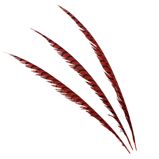 Pheasant Zebra Overdyed 30"+ H71 Tomato Red