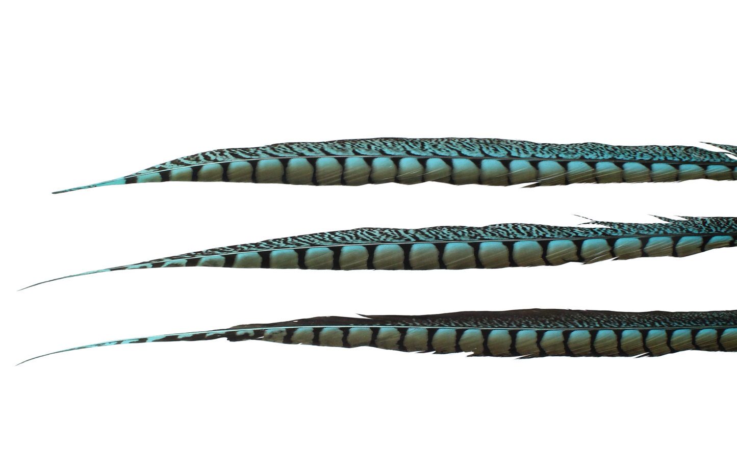 Pheasant Lady Amhurst Overdyed 25"+ H12 Aqua
