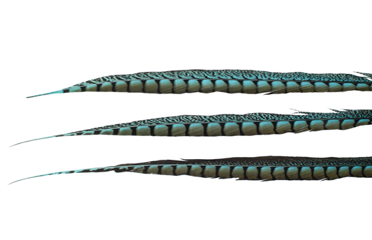 Pheasant Lady Amhurst Overdyed 25"+ H12 Aqua