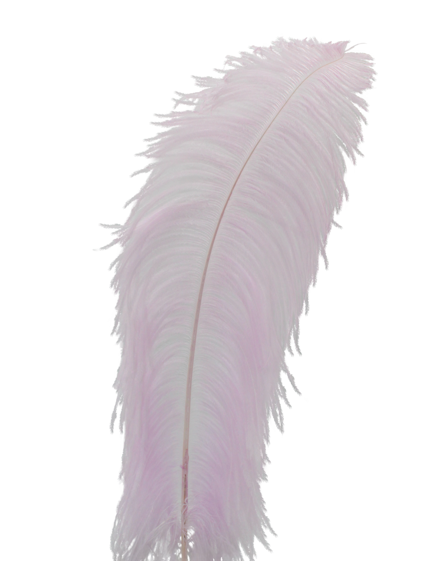 Ostrich Wing Plumes 1st Quality 20"+ H95 Lilac Cloud