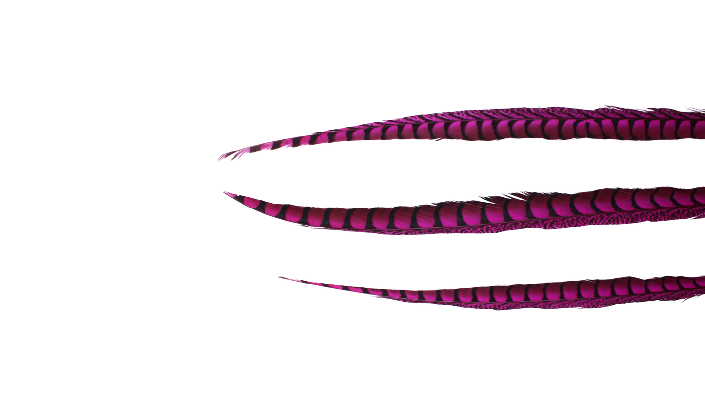 Pheasant Lady Amhurst Overdyed 30-40" H70 Fuchsia