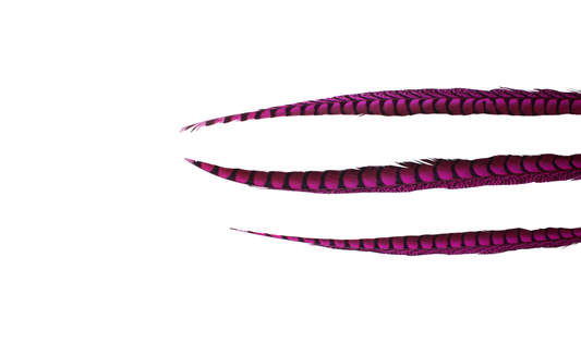 Pheasant Lady Amhurst Overdyed 30-40" H70 Fuchsia