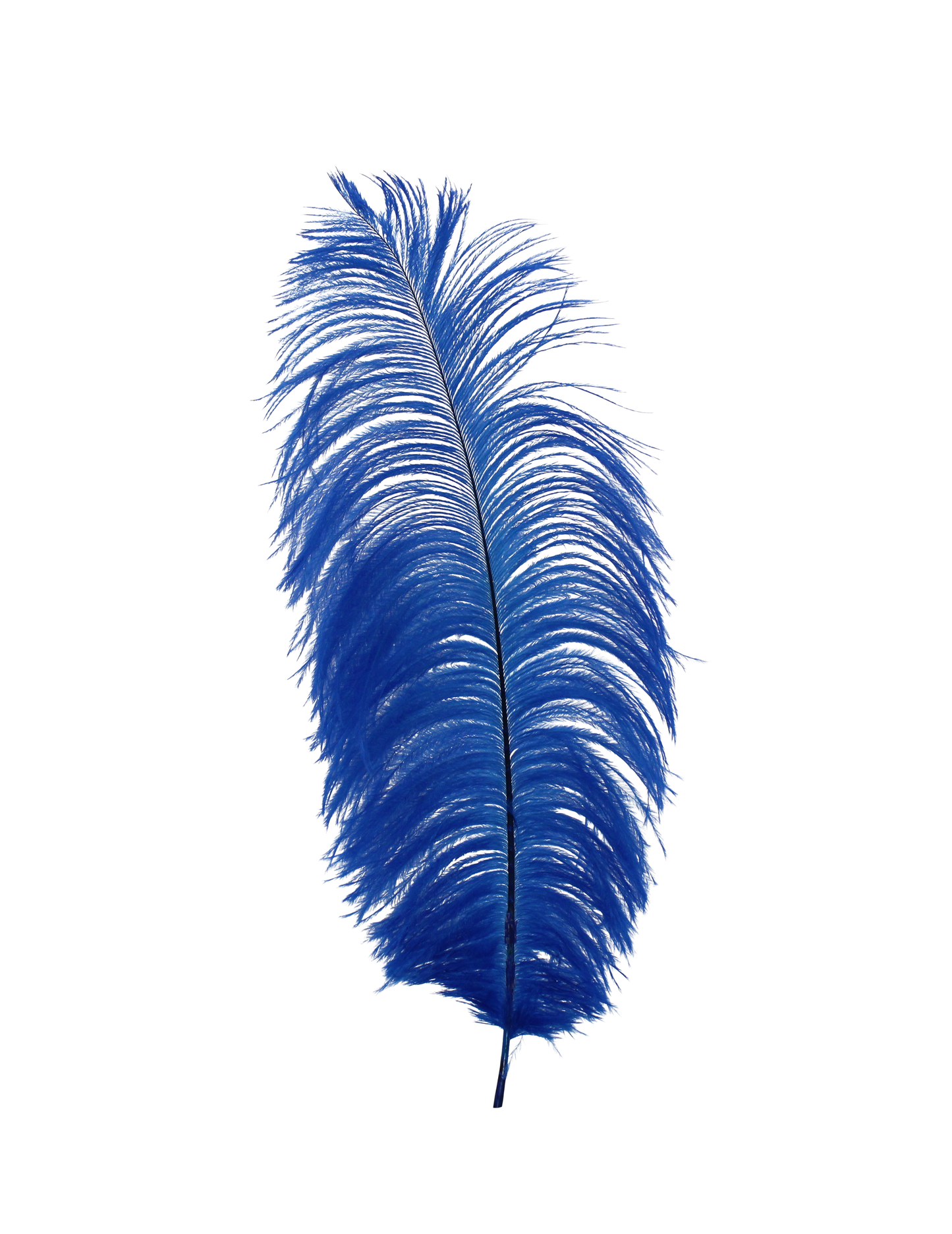 Ostrich Drabs 13-17" H17 Royal Blue
