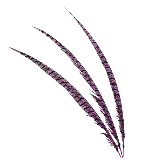 Pheasant Zebra Overdyed 30"+ H74 Lilac