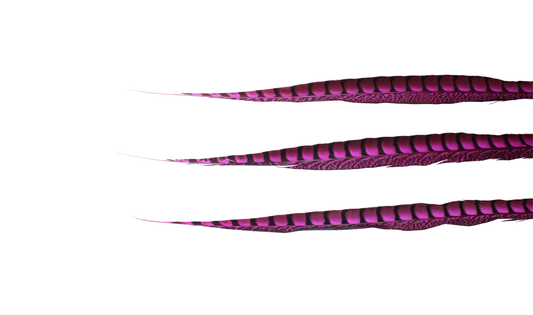 Pheasant Lady Amhurst Overdyed 30-40" H69 Hot Pink
