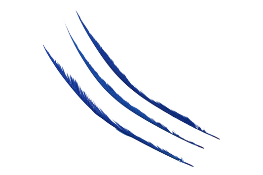 Pheasant Goldentail Bleached & Dyed Pieces 24-28" H17 Royal Blue