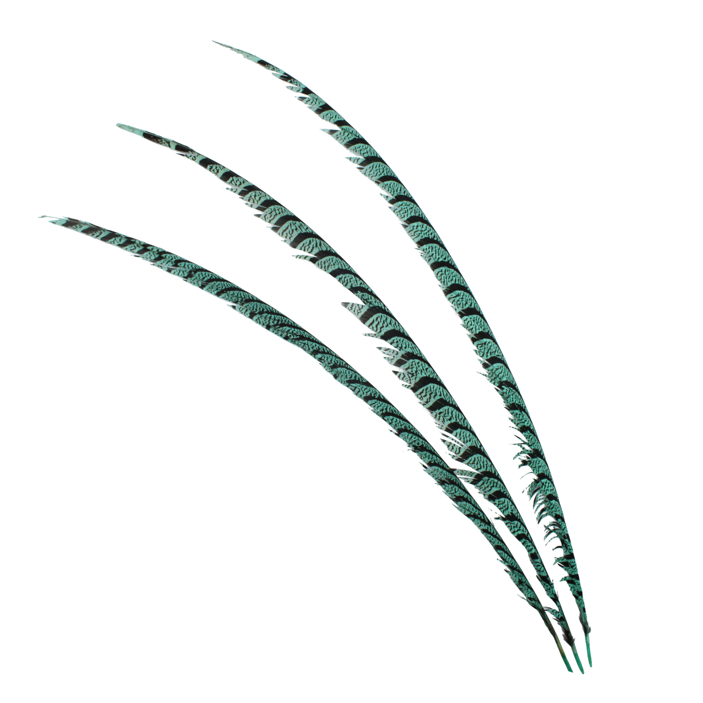 Pheasant Zebra Overdyed 30"+ H115 Tiffany Blue