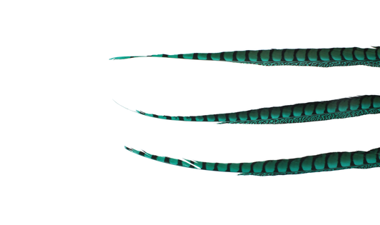 Pheasant Lady Amhurst Overdyed 30-40" H87 Aquamarine