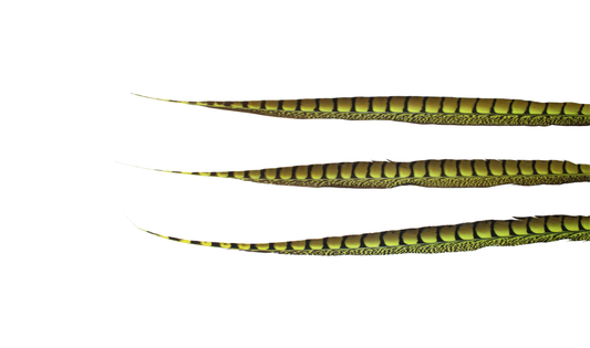 Pheasant Lady Amhurst Overdyed 30-40" Neon Yellow