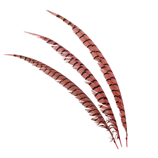 Pheasant Zebra Overdyed 30"+ H117 Dark Coral