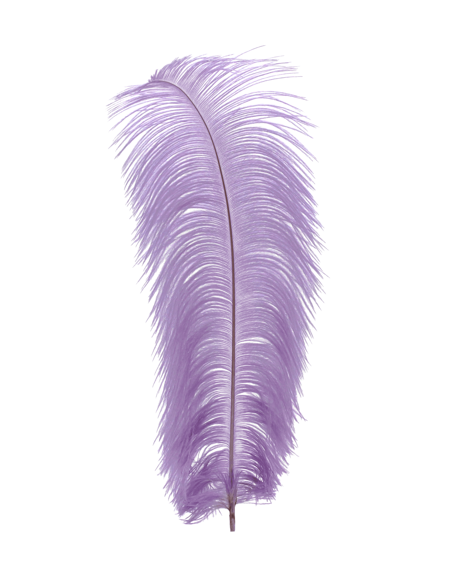 Ostrich Drabs 13-17" Custom Lavander