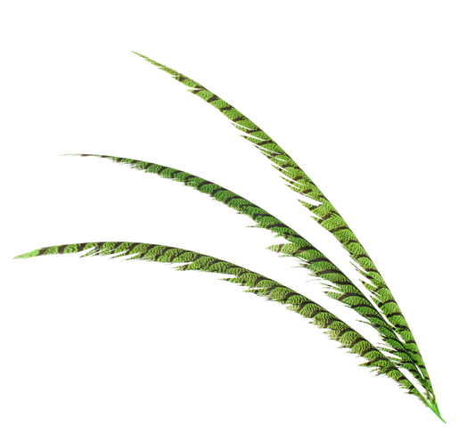 Pheasant Zebra Overdyed 30"+ H101 Lime