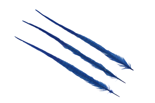 Pheasant Ringneck Bleached & Dyed 2 Tone 17-20" H18 Royal & H16 Bright Royal