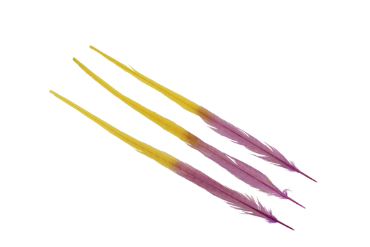 Pheasant Ringneck Bleached & Dyed 2 Tone 17-20" H74 Lilac & H36 Yellow