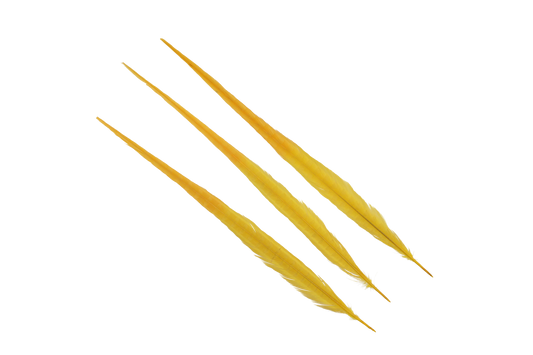 Pheasant Ringneck Bleached & Dyed 2 Tone 17-20" H36 Yellow & H38 Gold