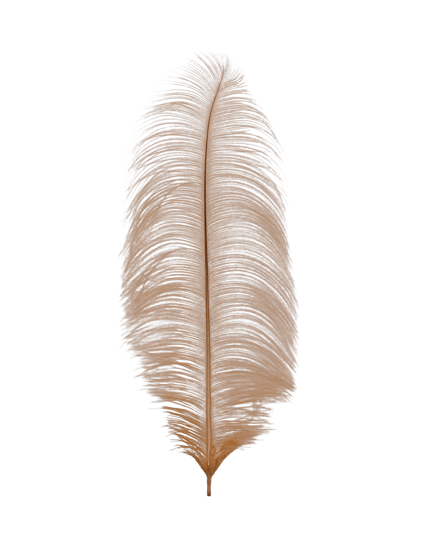 Ostrich Drabs 13-17" H58 Apricot