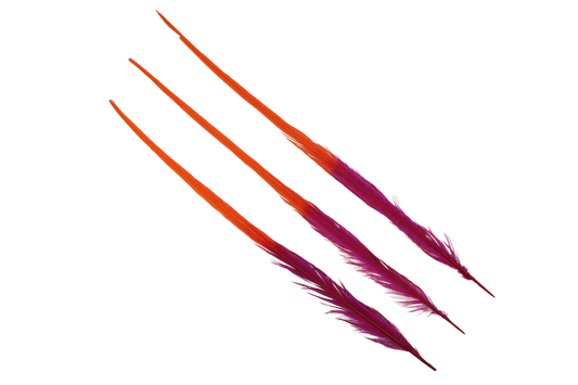 Pheasant Ringneck Bleached & Dyed 2 Tone 17-20" H70 Fuschia & H62 Orange