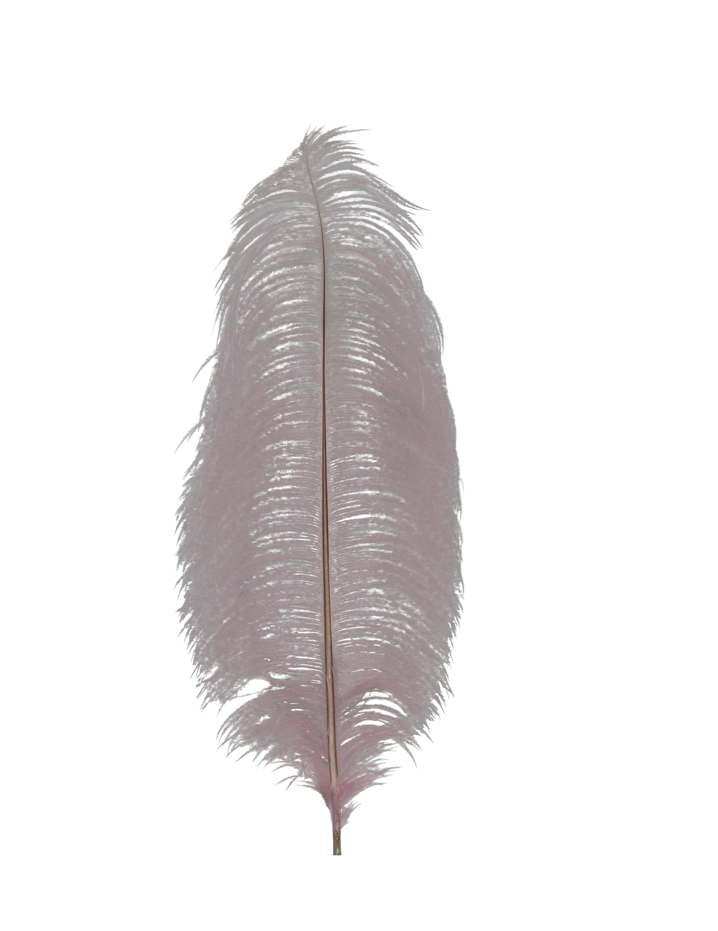 Ostrich Drabs 13-17" H63 Light Pink