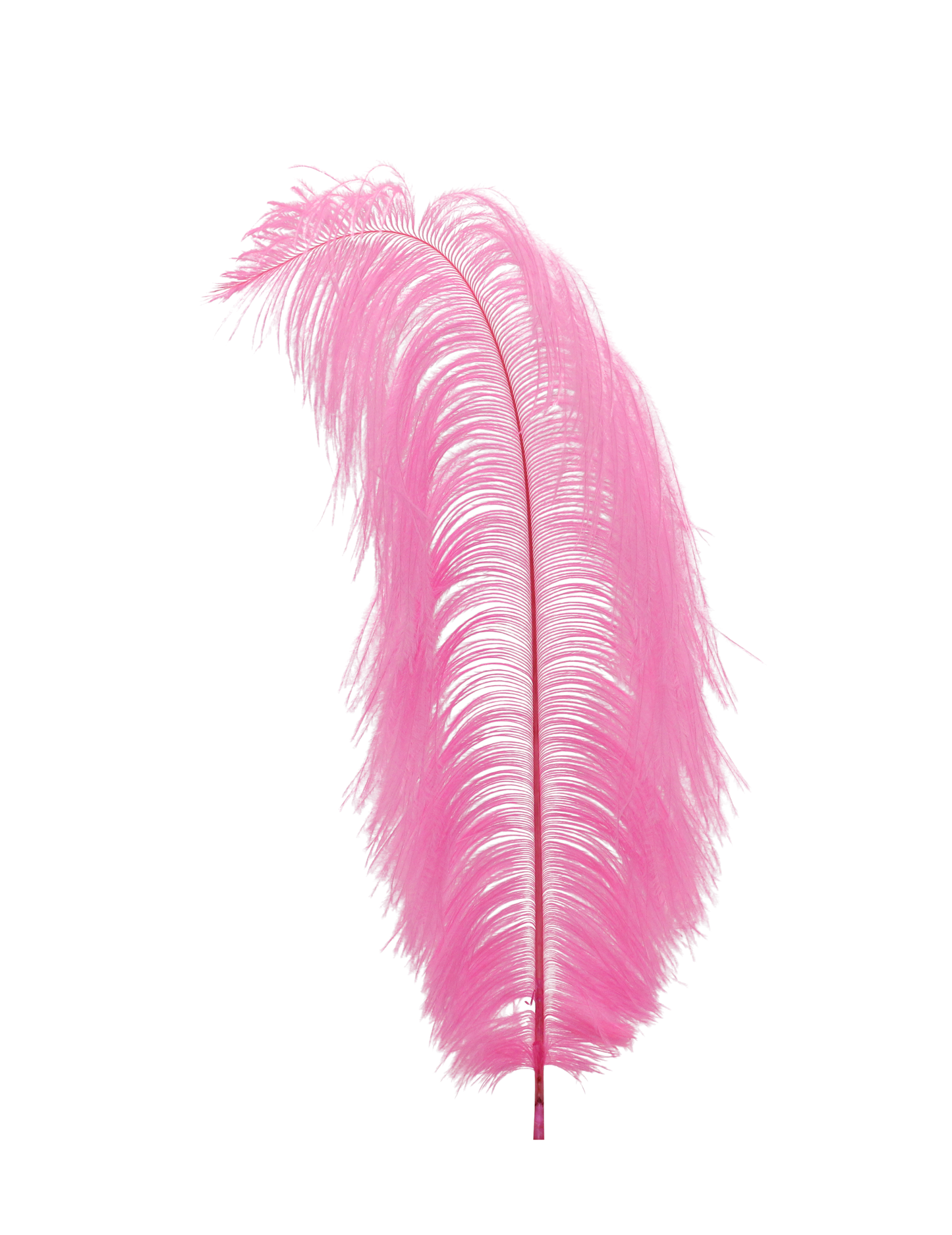 Ostrich Drabs 13-17" H65 Candy Pink