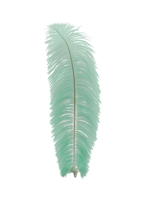 Ostrich Drabs 13-17" H6 Mint