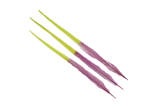 Pheasant Ringneck Bleached & Dyed 2 Tone 17-20" H7 Apple & H74 Lilac