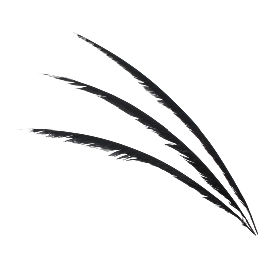 Pheasant Lady Amhurst 40"+ H80 Black