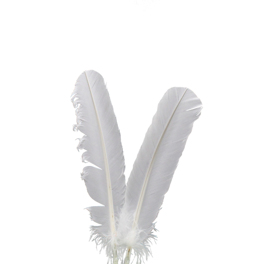 10-12” Turkey Quills H81 White