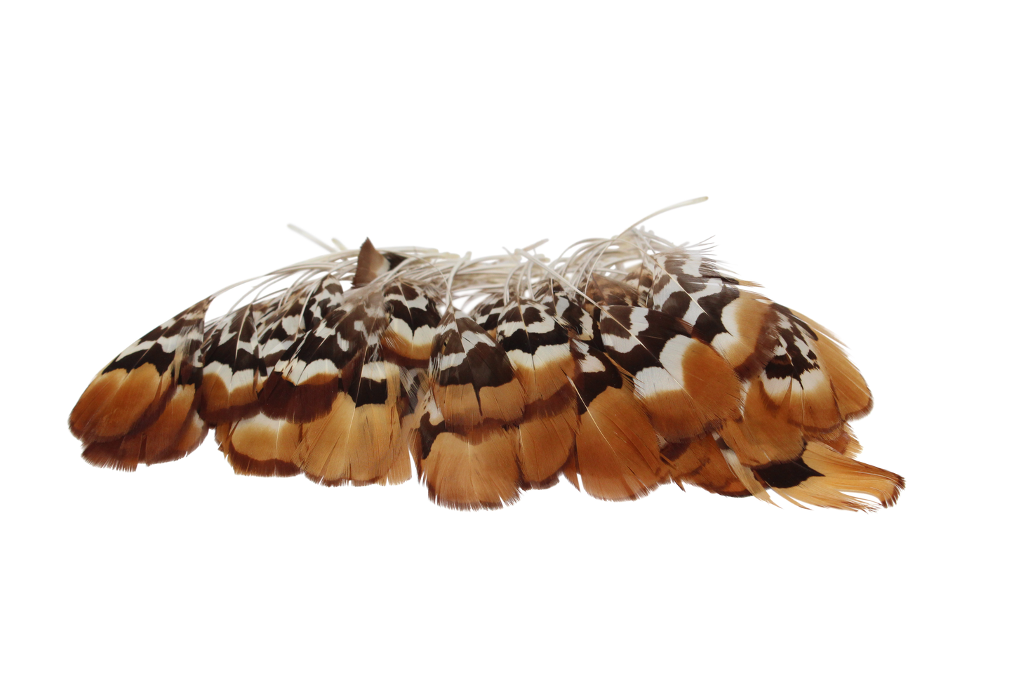 Golden Reeves Plumage Stripped