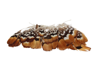 Golden Reeves Plumage Stripped