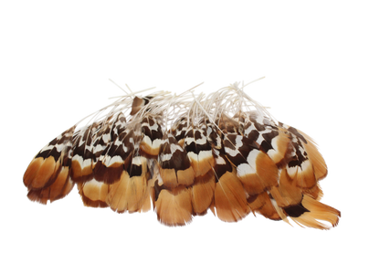 Golden Reeves Plumage Stripped