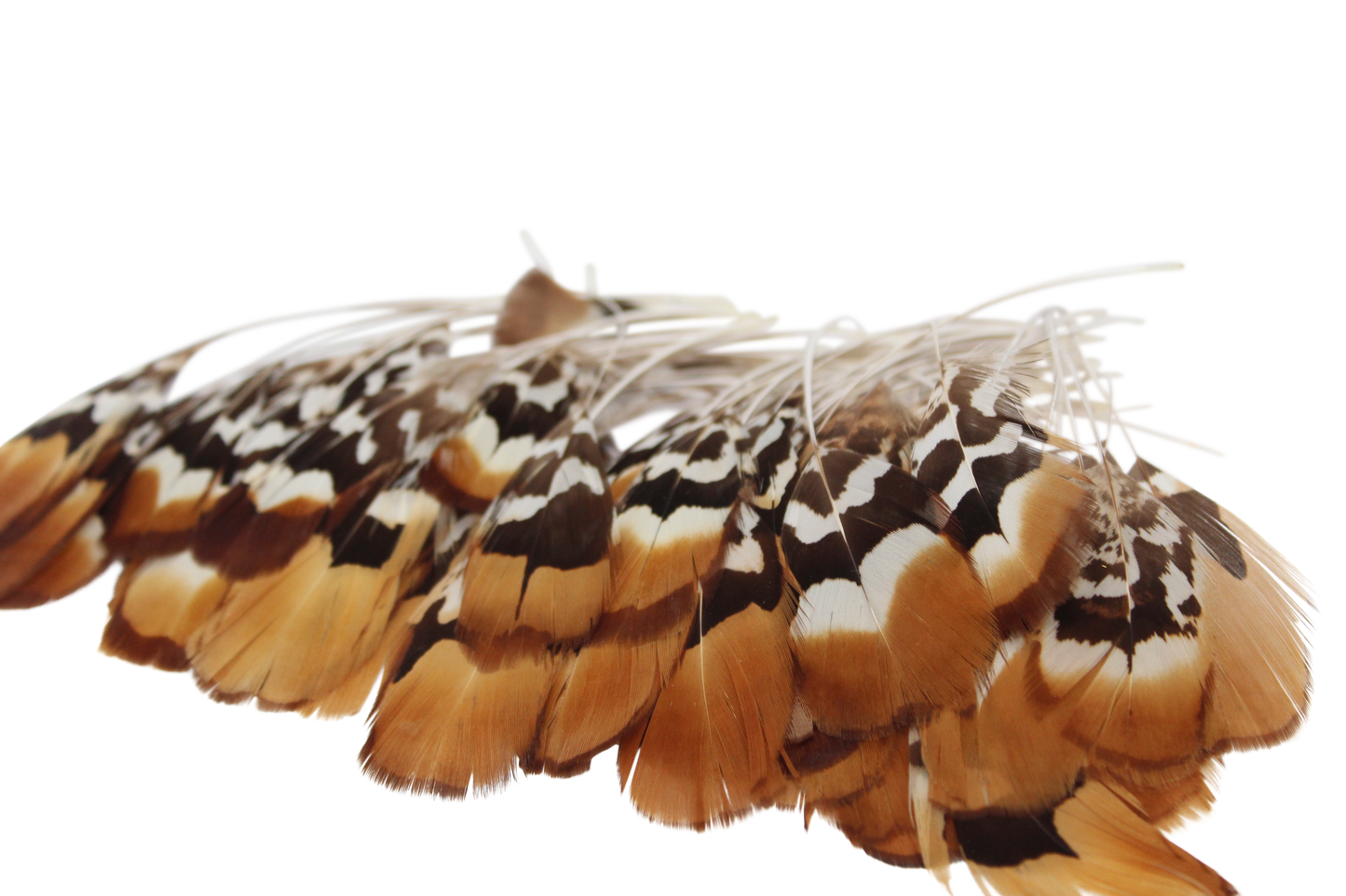 Golden Reeves Plumage Stripped