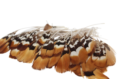 Golden Reeves Plumage Stripped