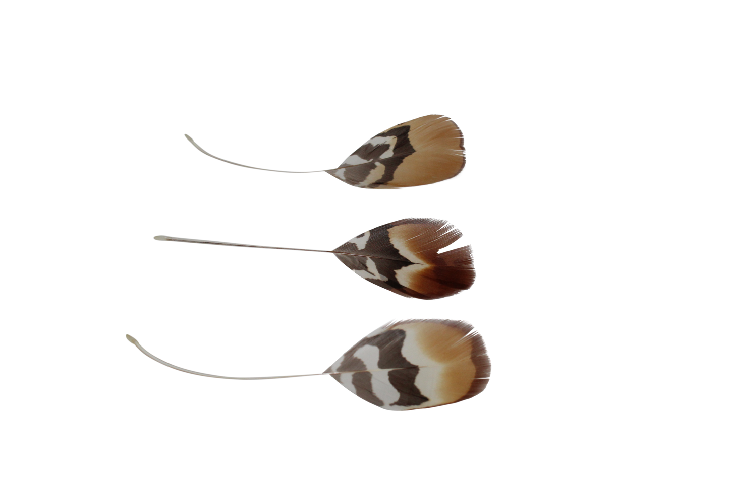 Golden Reeves Plumage Stripped