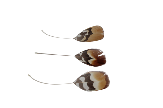 Golden Reeves Plumage Stripped