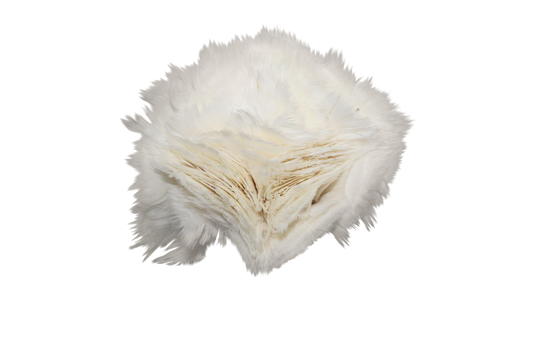 Turkey Flats H81 White