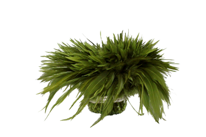 Saddles Pound Bleached & Dyed Olive H1