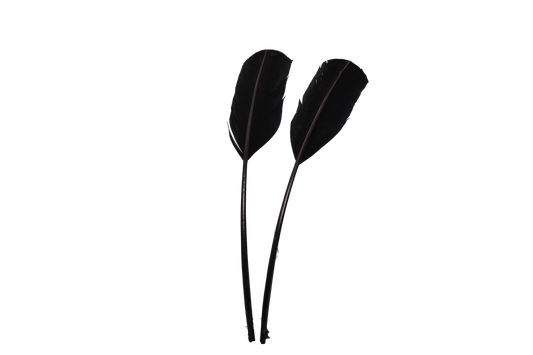 Shaved Regular Cut Turkey Quills H80 Black