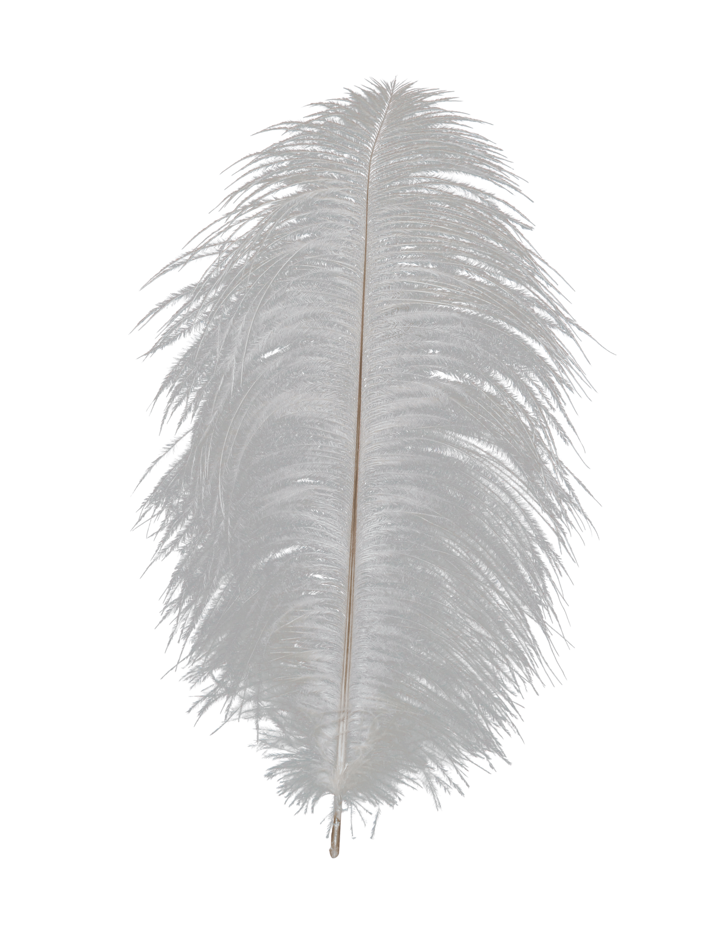 Ostrich Drabs 13-17" Ivory